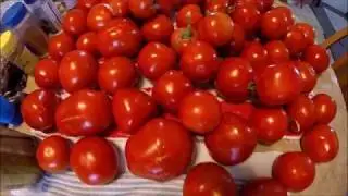 How to save tomato seeds