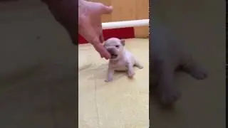 French bulldogs puppies -15 days old and just starting to get around