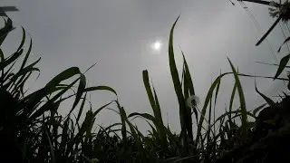 [Stock Footage] Creative Commons - Free (Download) YouTube HD Grass Stock Video Footage