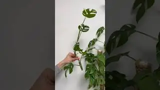 ✂️ Cutting Rhaphidophora tetrasperma for Propagation (Mini Monstera Stem Cut) #shorts