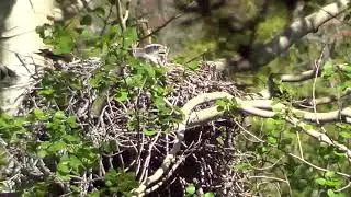 incubating Northern Goshawk