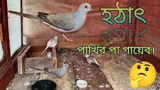 হঠাৎ পাখির পা গায়েব। 🤔