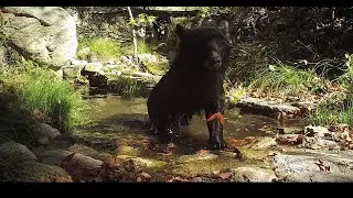 Mamma bear wallow time