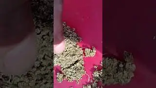 Vermiculite Cloning #aestheticgenetix #cloning #organiccannabis #plants