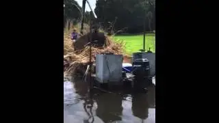 Cattail Removal