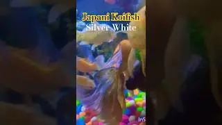 Nind nehi ati #nature #carpfish #japani koifish #black head shark #orinda goldfish #fishhobby #viral