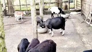 Goat#video #ছাগলের_খমার #india #youtube 