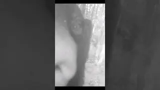 Bear destroys @Tactacam camera #bear #trailcamera #shorts
