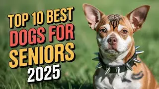 Top 10 Best Dog Breeds for Seniors in 2025 (MUST WATCH!)