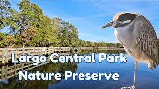 Largo Central Park Nature Preserve | Geocaching and getting my steps in