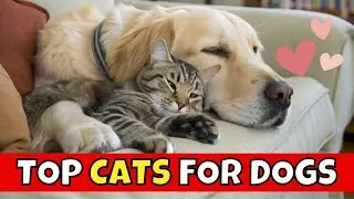 Top 10 Cat Breeds That Love Dogs! (Can You Guess #1?)