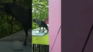 crow eating eggs