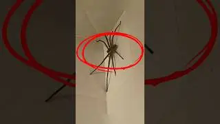 Jika ketemu laba-laba ini jangan di geprek #shorts