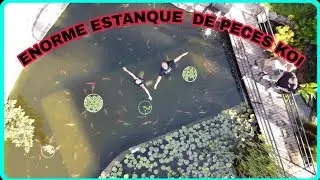 El mejor estanque de peces koi