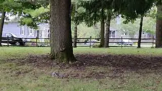 Squirrel Fight | Squirrels Fighting over Food and Territory 4K