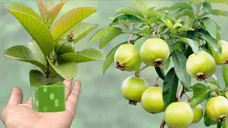 Grow Your Own Guava Tree at Home 🍈 | Ultimate DIY Propagation Guide for Guaranteed Success in the US