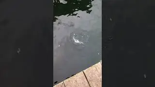 Striped Bass Inspects Chum and Makes a Splash
