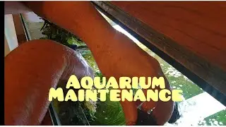 How to maintain aquarium at home / Keeping live plants in fish tank