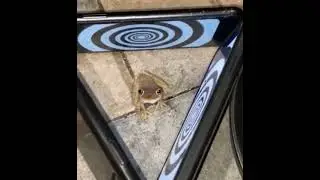 frog gets hypnotized to attack