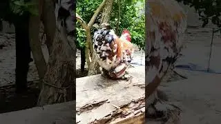 buff mottled Cochin bantam 🥰 #shorts #ytshorts #trending #youtubeshorts #bantamchicken