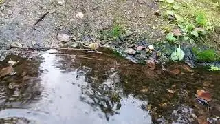 9.09.2024 Лесные моменты с мамой