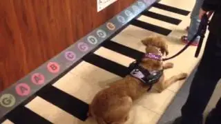 Musical prodigy
