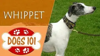 Dogs 101 - WHIPPET - Top Dog Facts About the WHIPPET