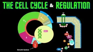 USMLE Step 1 - Lesson 17 - The Cell Cycle, Regulation, and Cell Types