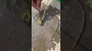 A worm that controls mantis