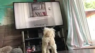 I Hate The Flash Advert