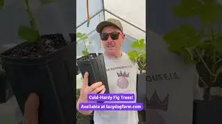 Некоторые из наших лучших морозостойких инжирных деревьев!