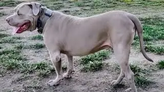 Controversial Dog Park Video Concerning Pitbull, Cane Corso, Belgian Malinois