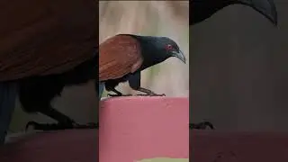 ഉപ്പനെ ഇങ്ങനെ കണ്ടാൽ വലിയ ദോഷം