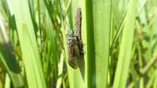 Alderfly, Sialis lutaria, Elzenvlieg, Oldemarkt, OV, the Netherlands, 8 May 2022