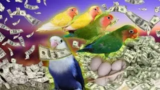 Love Birds Business | Lovebirds Breeding Tips | How To Earn Money For Pets | Lovebird Parrot Busines