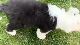 Maggie og Sidse leger