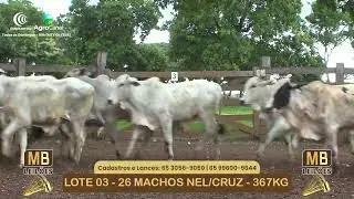 LOTE 03