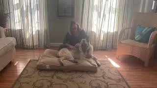 Pet Massage Demo with Gail Mackay