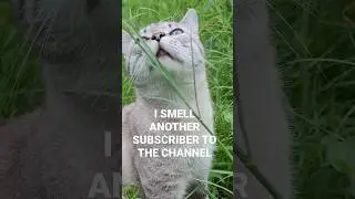 Cat Playing #cat #cats #kitten #kittens #kittensmeowing #pets #kittenplaying #pet #funnycats