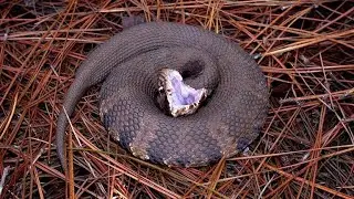 Cottonmouth snakes - Key facts about physical appearance, habitat, diet, its venom and effects