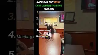 Don t ever miss 1 Ranking the best dog understanding English  #memevault #youtubeshorts #memeshorts