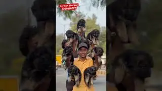 German Sherpad Puppies Available For Sale In Hyderabad #germanshepherd