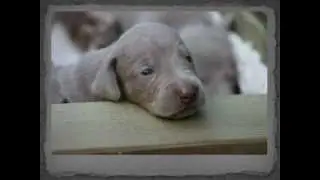 Chiots Braque de Weimar - Weimaraner puppies