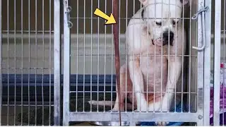 Dog Dropped At Shelter Didn't Know Why No One Wanted Him