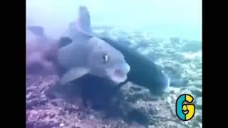 Fish Bang Bang