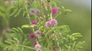 stock footage no copyright full hd-nature-pink weeds. prickly stem texture