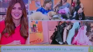 Stylish dog  - Happy Day