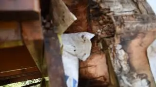 Lindal Cedar Homes's apparent design defects caused Laminated beam failure.