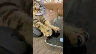 #рекомендации #cat #веселыекоты #видосыоткота #shortvideo