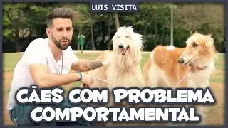 C&atilde;es com problema comportamental